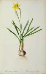Narcissus Gouani, from 